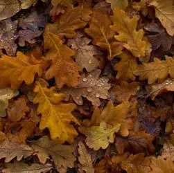 Quels sont les dechets a ne pas mettre dans le compost