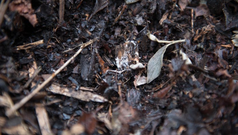 Comment faire du compost rapidement
