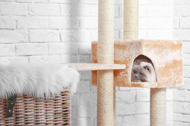 arbre à chat