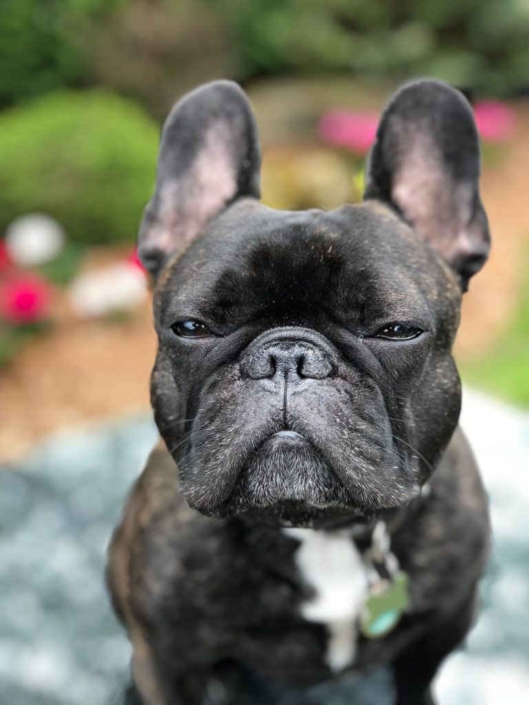 Acheter cbd pour les animaux