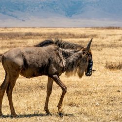 Quelle est la meilleure période pour faire un safari en Tanzanie ?